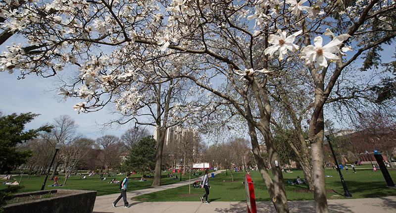 Flowering trees, green grass, and students sitting on the quad.